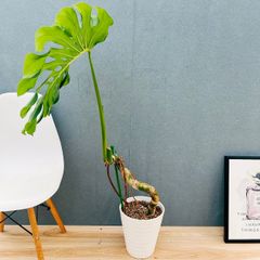 現品］【希少】1番 モンステラ 斑入り 7号 レア 観葉植物 室内 鉢