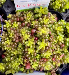 レッドベリー　セダム　多肉植物