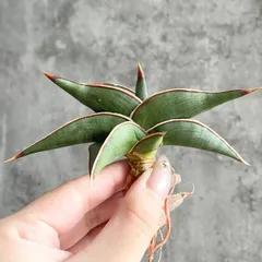 2025年最新】サンスベリア ロリダの人気アイテム - メルカリ