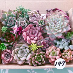 E セル苗105個セット✨多肉植物　エケベリア　詰め合わせ　寄せ植えに!! E セル苗105個セット✨多肉植物 エケベリア 詰め合わせ 寄せ植えに!! 2025