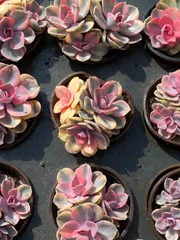 2025年最新】錦 アエオニウムの人気アイテム - メルカリ