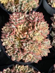 新入荷 ショウトウコウ QS1206×24苗 抜き苗 多肉植物 アエオニウム