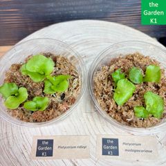 ビカクシダ　リドレイ　幼苗　12株セット ビカクシダ】リドレイ・マダガスカリエンセ 幼苗 RM002 【コウモリラン