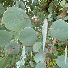 2025年最新】ユーカリ ポポラスの人気アイテム - メルカリ