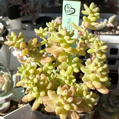 2025年最新】花団錦の人気アイテム - メルカリ