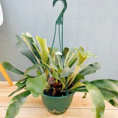 超絶希少❗️コーデックス❗️特大❗️アデニウム　アナコンダ✨ 楽天市場】コーデック ス アデニウムの通販