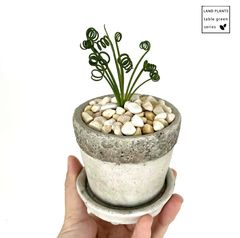 サボテン（黄金紐：ヒモサボテン） 5号 黒色 プラスチック鉢 黄金紐