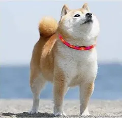 Sazuik 最新 犬用光る首輪 発光首輪 usb充電式 柔らかい 軽量 調整可能 ペット 猫 LED光る首輪 安全対策 視認性抜群 3つの発光モード 装着簡単 (レッド)