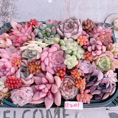 多肉植物 寄せ植えset♡11201