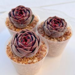 多肉植物 ダウニー錦 韓国苗 - メルカリ