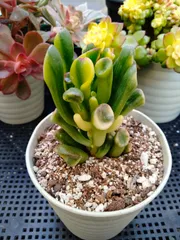 2025年最新】ゴーラム錦の人気アイテム - メルカリ