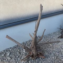 アクアリウム用 水槽用流木 100cm.80cm 2本 濡れた状態で発送致します