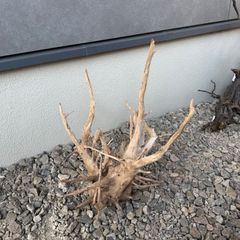 アクアリウム用 流木 風山石6kg - メルカリ
