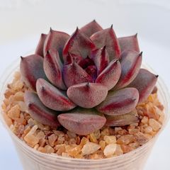 多肉植物 キャロライン 韓国苗 - メルカリ