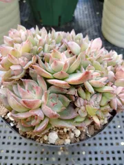 多肉植物 ♡アリエル 古株 大苗♡綴化開始？？ アリエル 】エケベリア属 P○成長記録○多肉植物 | みどりあお 多肉