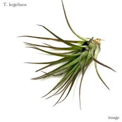 チランジア ロイテリ② (メルカリ便にてお届けします) チランジア フェスツコイデス 子株 - メルカリ