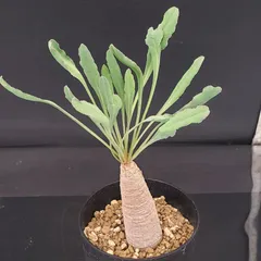 ユーフォルビア クリスパ 現地株 2025年最新】ユーフォルビア クリスパ