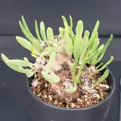 2025年最新】万物想の人気アイテム - メルカリ