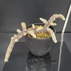 最終値下！★残り5株★【実生株】モンソニア ムルチフィダ【将来採種可能】芽吹き中 最終値下！一押し残り5株☆【実生株】モンソニア ムルチフィダ【採種