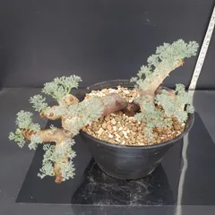 モンソニア　ムルチフィダ　発根済み　モサモサ モンソニア ムルチフィダ 発根済み モサモサ モンソニア・ムルチフィダ