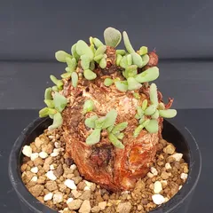 2025年最新】ピグマエア ベアルートの人気アイテム - メルカリ