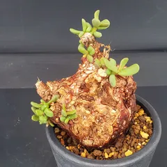 2025年最新】ピグマエア ベアルートの人気アイテム - メルカリ