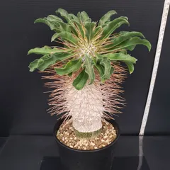 2025年最新】光堂 パキポディウムの人気アイテム - メルカリ