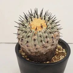 2025年最新】コルムナアルバの人気アイテム - メルカリ