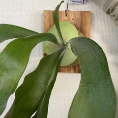 ビカクシダ流木付け　コウモリラン　ネザーランド ビカクシダ（コウモリラン）ネザーランド 流木付け - メルカリ
