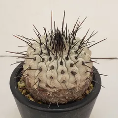 2025年最新】コルムナアルバの人気アイテム - メルカリ