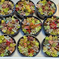 2025年最新】多肉植物 寄せ植え そのまま飾れるの人気アイテム - メルカリ
