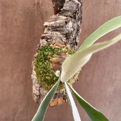 ★コウモリラン ベイチー②コルク付け 現品  Platycerium veitchii ビカクシダ 麋角羊歯 ビーチー ビッチー ヴィーチー 観葉植物 観葉 植物 珍奇植物 珍奇 珍しい ハンギング 吊り下げ 吊るす インテリア プレゼント おしゃれ