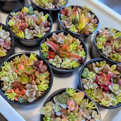 2025年最新】多肉植物 寄せ植え そのまま飾れるの人気アイテム - メルカリ