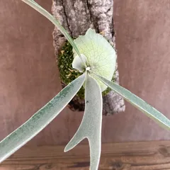 ★コウモリラン ベイチー③コルク付け 現品  Platycerium veitchii ビカクシダ 麋角羊歯 ビーチー ビッチー ヴィーチー 観葉植物 観葉 植物 珍奇植物 珍奇 珍しい ハンギング 吊り下げ 吊るす インテリア プレゼント おしゃれ