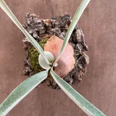 ★コウモリラン ベイチー⑤コルク付け 現品  Platycerium veitchii ビカクシダ 麋角羊歯 ビーチー ビッチー ヴィーチー 観葉植物 観葉 植物 珍奇植物 珍奇 珍しい ハンギング 吊り下げ 吊るす インテリア プレゼント おしゃれ