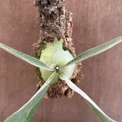 ★コウモリラン ベイチー⑧コルク付け 現品  Platycerium veitchii ビカクシダ 麋角羊歯 ビーチー ビッチー ヴィーチー 観葉植物 観葉 植物 珍奇植物 珍奇 珍しい ハンギング 吊り下げ 吊るす インテリア プレゼント おしゃれ