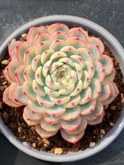 新入荷 虹の玉錦 YL15×50苗 土鉢付き 多肉植物 エケベリア サボテン