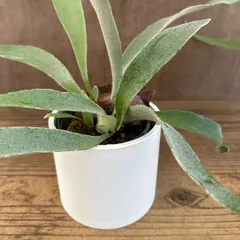 コウモリラン ベイチー① 白ポット 現品  Platycerium veitchii ビカクシダ 麋角羊歯 ビーチー ビッチー ヴィーチー 観葉植物 観葉 植物 珍奇植物 珍奇 珍しい ハンギングもおすすめ インテリア プレゼント おしゃれ 可愛い