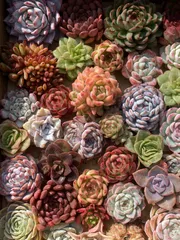 2025年最新】韓国苗 セット 多肉植物の人気アイテム - メルカリ