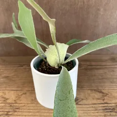 コウモリラン ベイチー② 白ポット 現品  Platycerium veitchii ビカクシダ 麋角羊歯 ビーチー ビッチー ヴィーチー 観葉植物 観葉 植物 珍奇植物 珍奇 珍しい ハンギングもおすすめ インテリア プレゼント おしゃれ 可愛い