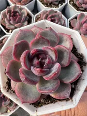 【50株の抜き苗セット】ブラックオレンジ　多肉植物　佐川急便発送　エケベリア　韓国苗　Z2111