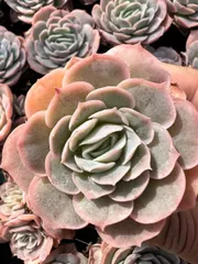 2025年最新】多肉ラブリーローズの人気アイテム - メルカリ