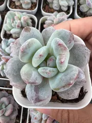 【50株の抜き苗セット】オレンジモンロー石化　多肉植物　佐川急便発送　エケベリア　韓国苗　Z2154