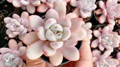 【50株の抜き苗セット】スタースノー　多肉植物　佐川急便発送　エケベリア　韓国苗　Z2160