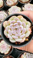 【50株の抜き苗セット】雪顔　多肉植物　佐川急便発送　エケベリア　韓国苗　Z2161