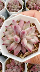 【50株の抜き苗セット】金魚姫　多肉植物　佐川急便発送　エケベリア　韓国苗　YP143