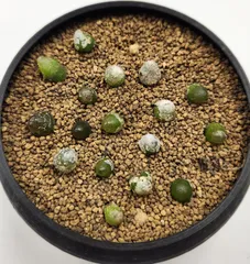 ネコポスで発送❣️コノフィツム　ブルゲリSH409 大玉2cm以上　抜き苗　4株 ネコポスで発送❣️コノフィツム ブルゲリSH409 大玉2cm以上 抜き苗 4