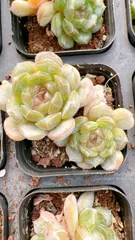 【50株の抜き苗セット】ホワイトラバー　多肉植物　佐川急便発送　エケベリア　韓国苗　Z2217