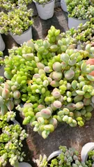 【12株の抜き苗セット】ダマル　多肉植物　佐川急便発送　エケベリア　韓国苗　Z2222