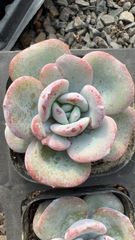 18株の抜き苗セット】キャビア 多肉植物 佐川急便発送 エケベリア 韓国